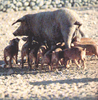 piara de cerdos